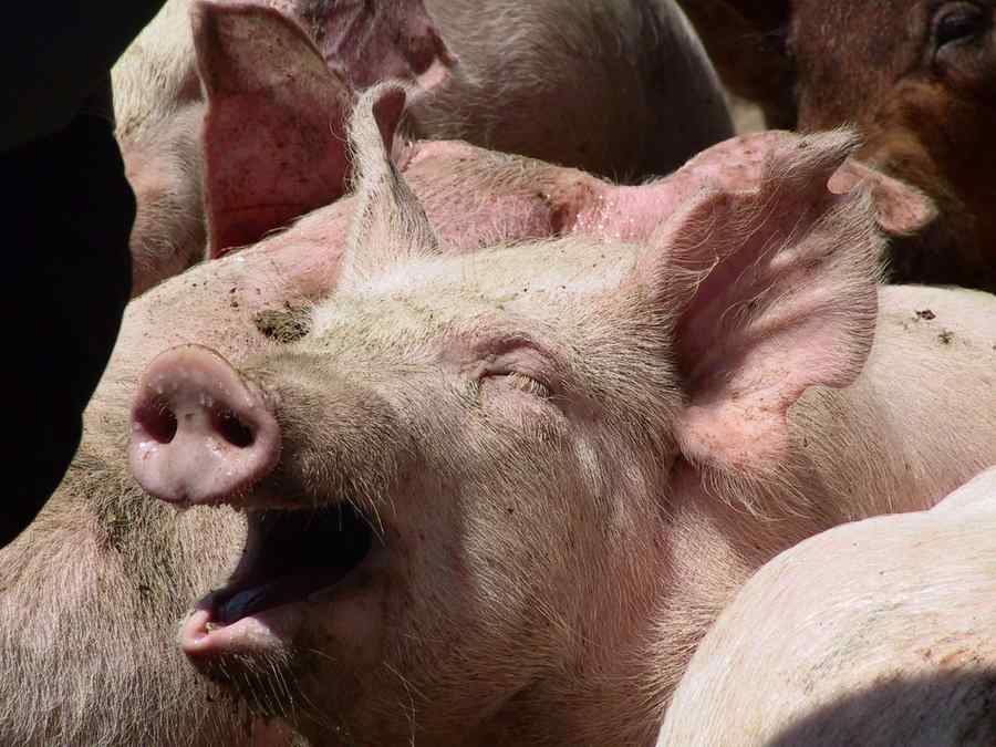 Interdicție. Cumpărăm carne de porc doar din magazin! Se schimbă normele…