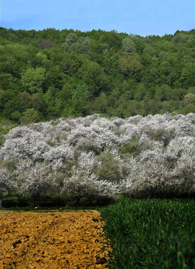 Culorile primăverii