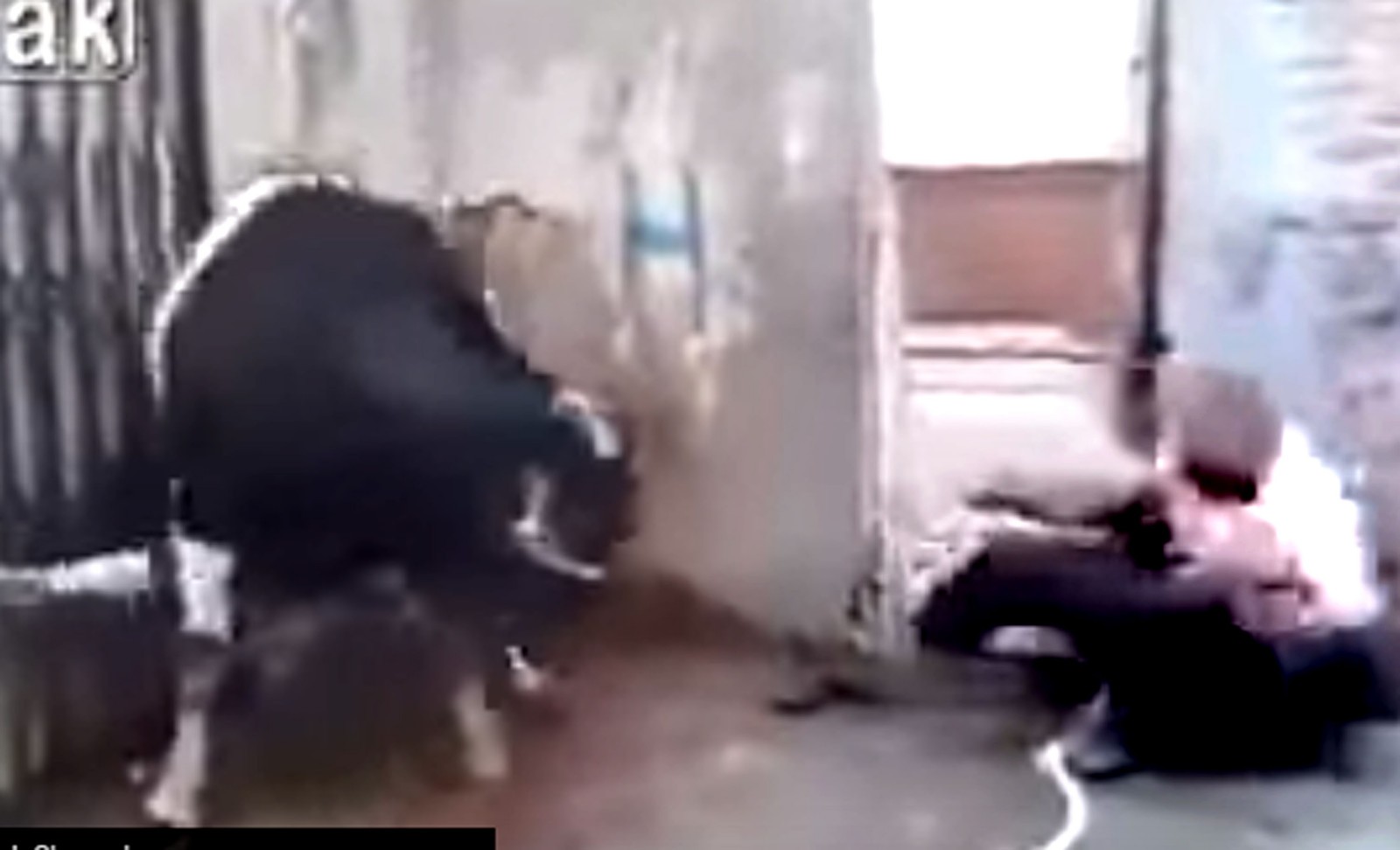 Răzbunare bovină. Un taur și-a facut KO stăpânul care încerca să-l sacrifice (video)
