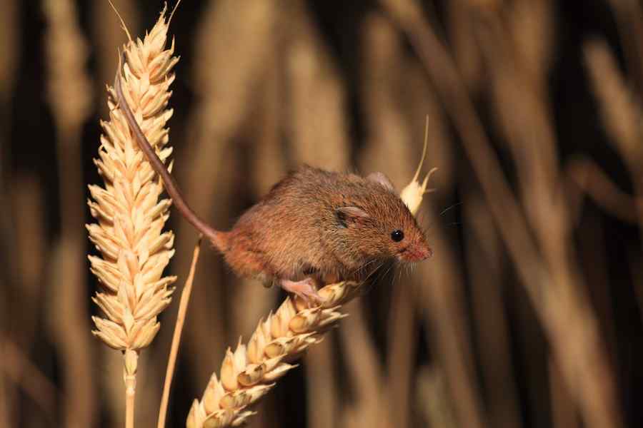 Salubrizarea oraşelor, “ciubucul” primarilor