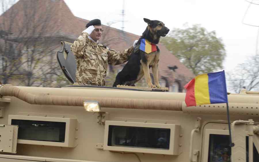 A murit Max, câinele-erou al Armatei Române
