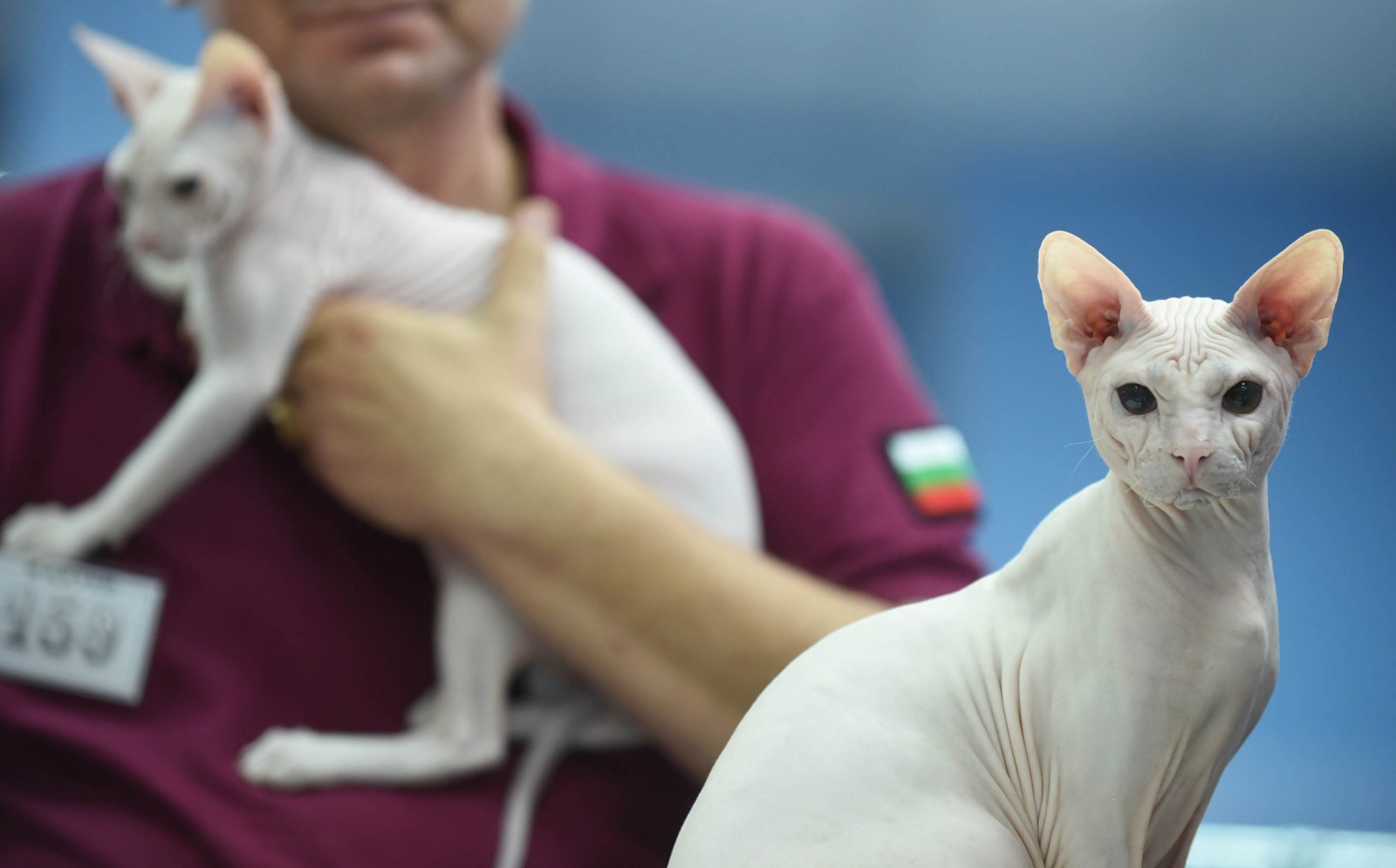 SOFISTICAT International Autumn Cat Show – cele mai frumoase pisici, la Romexpo