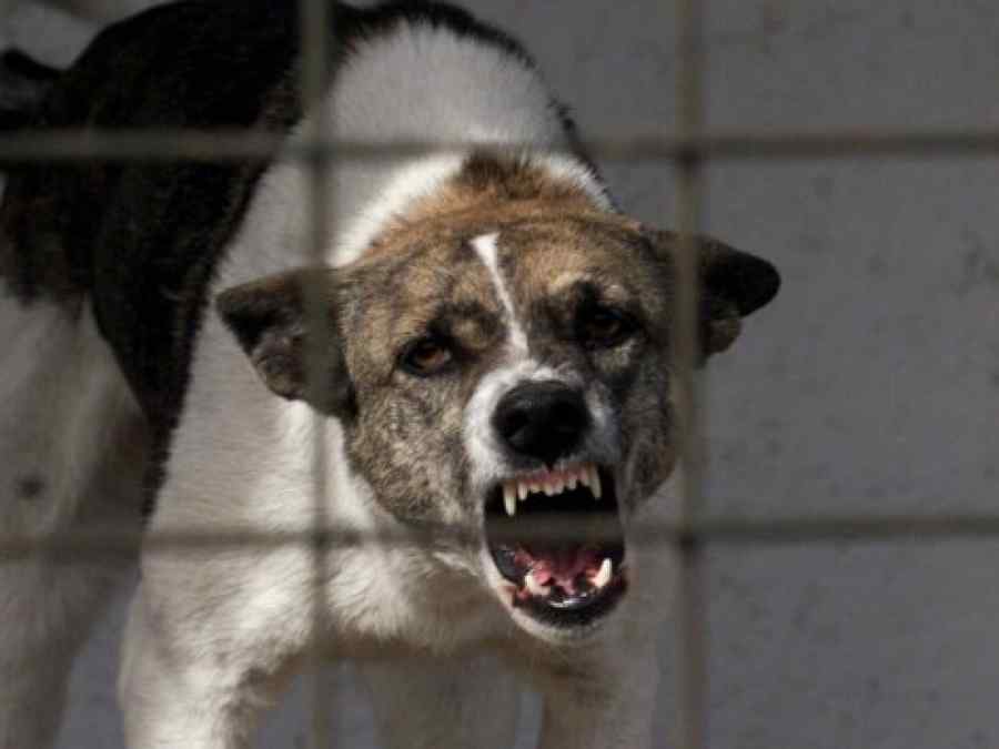 Ucisă de un câine pe stradă