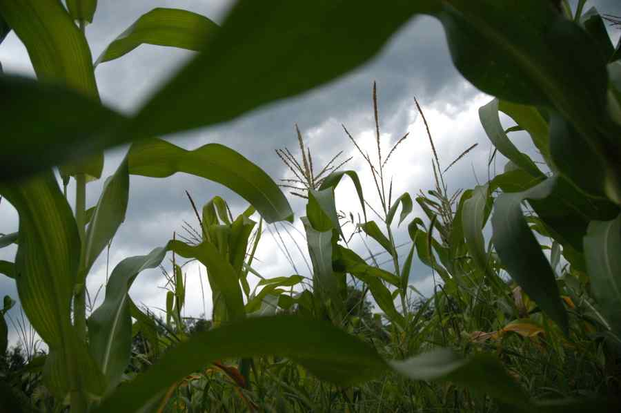 Agricultorii vor să-i dea în judecată pe meteorologi