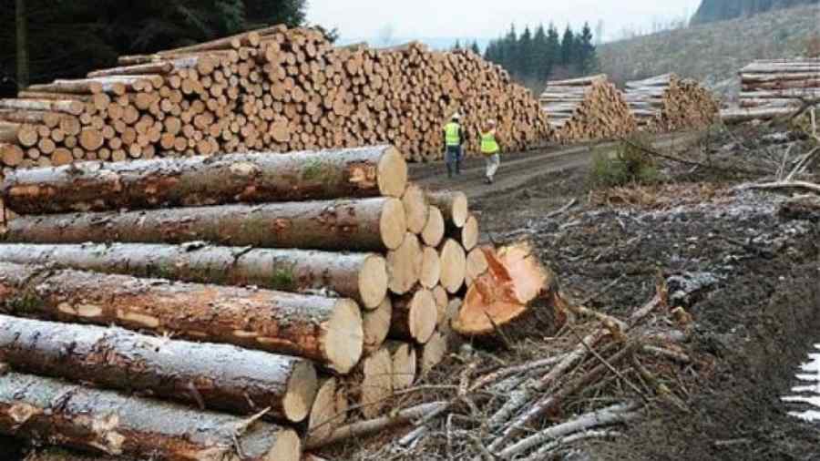 Holzindustrie Schweighofer, verificată în Austria pentru prelucrarea lemnului