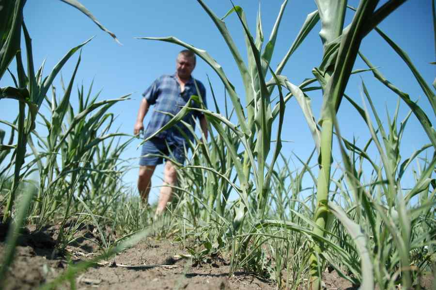 AUR cere Guvernului măsuri urgente pentru fermierii afectați de secetă