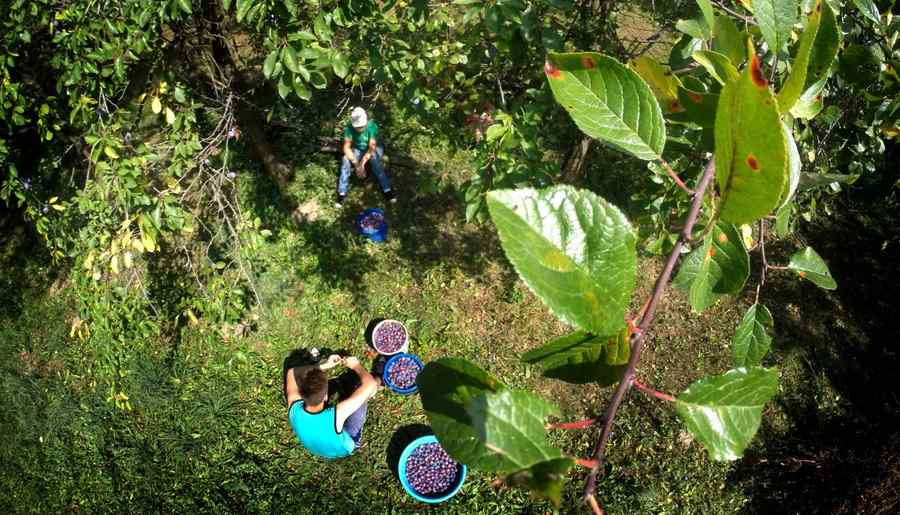 Ţuicaniada