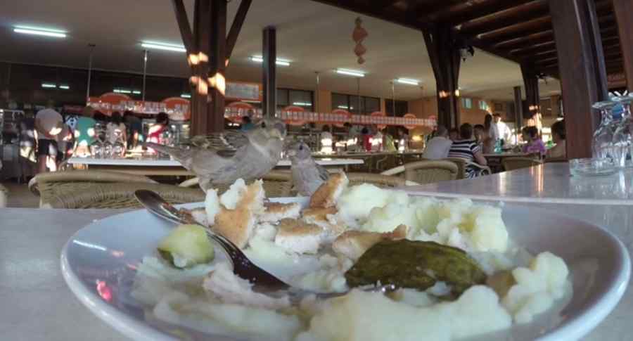 Vrăbiuţe la restaurant