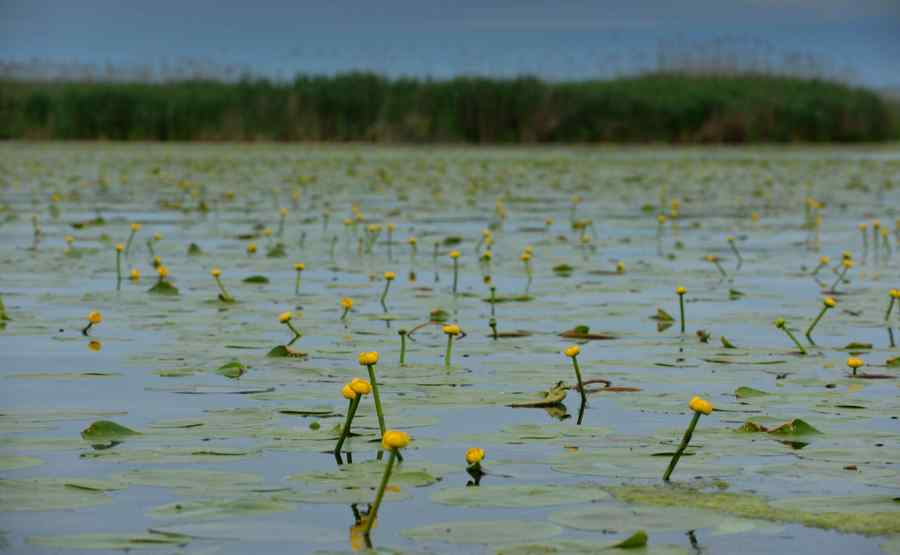 Vedere din Deltă, lacul Isac, Tulcea