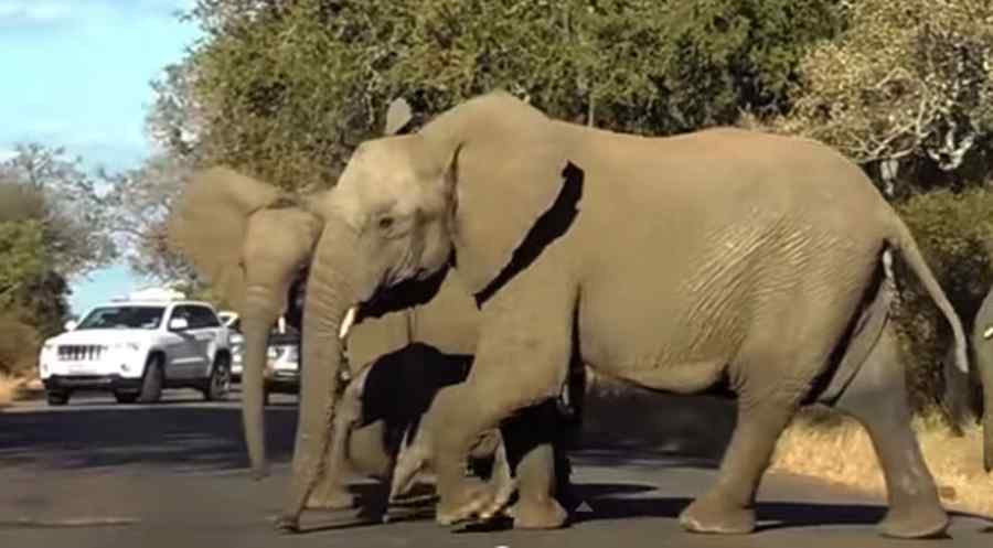 Vezi aici de ce au blocat elefanții o șosea din Africa de Sud