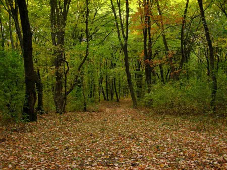 Holzindustrie Schweighofer, scandal marca Roşia Montană