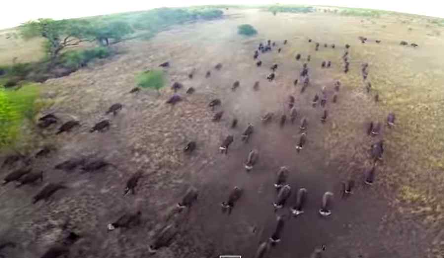 Imagini superbe surprinse cu o dronă în Parcul Naţional Serengeti din Tanzania