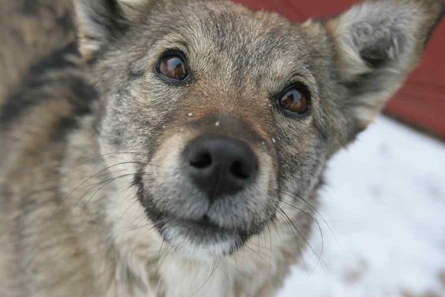 Un câine a vrut să ia metroul