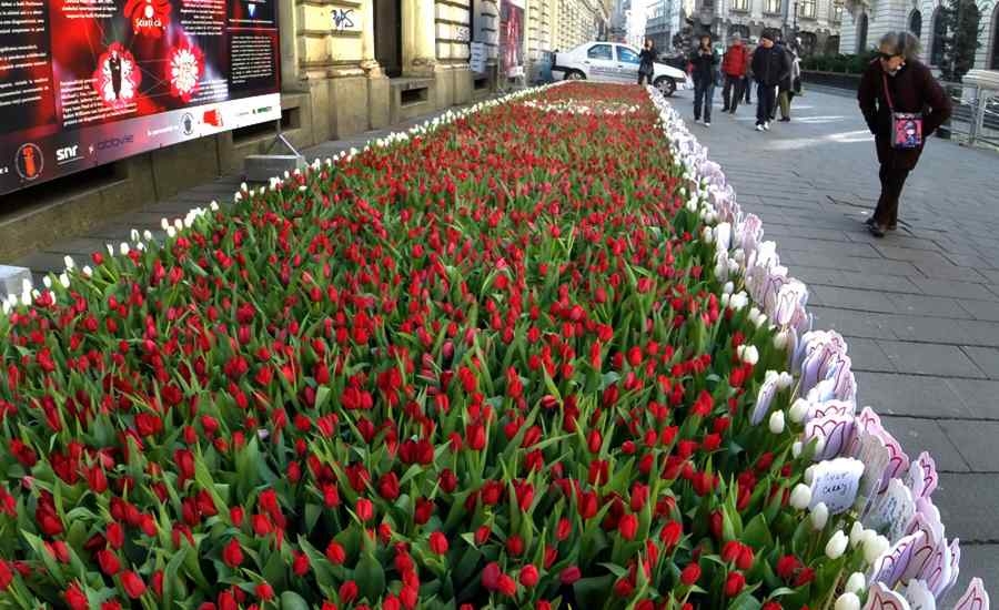 Covor de lalele în Capitală