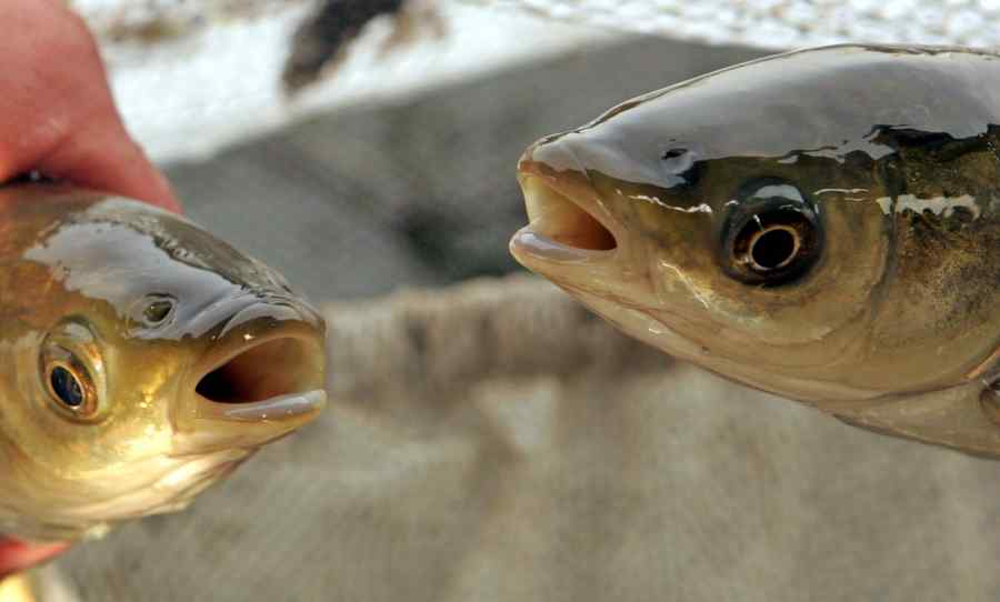 „Pregătiți-vă familliile”! La pescuit, înainte, la biserică – înapoi