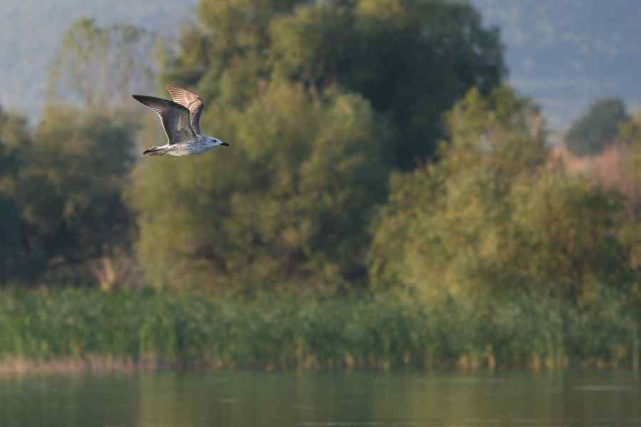 A început sezonul navelor de croazieră în Deltă. ”Sunt oameni temători„