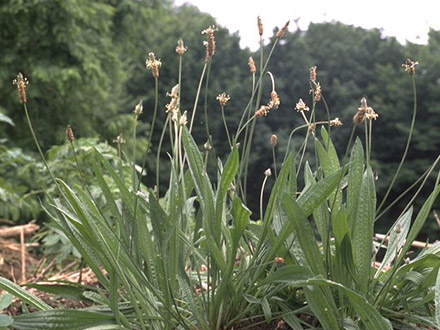 Pătlagina calmează tusea