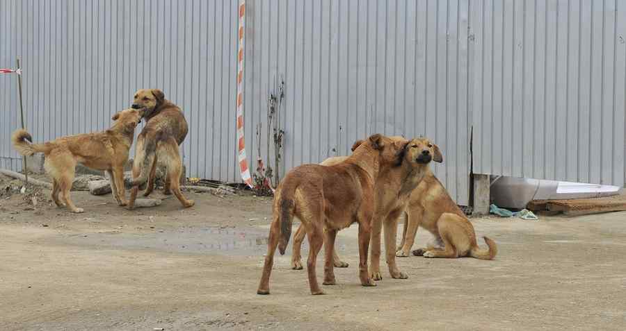 Copil de 11 ani, ucis de câini