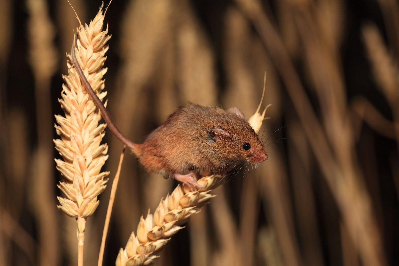 Mușcați de șobolan, șoarece și lemur