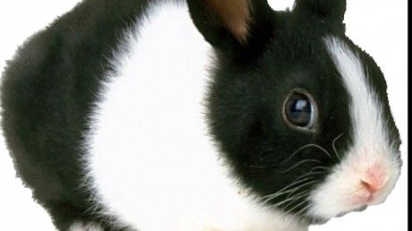 2011, anul iepurelui, va aduce o perioadă de linişte