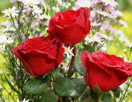 Siglă cu trei trandafiri, condiţia PSD pentru alianţa ACD