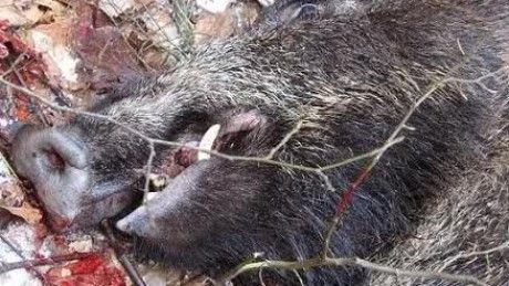 Vânătoarea de la Balc asociază România cu un bordel cinegetic, potrivit FNPA