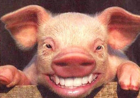 Este posibil ca în România să fi ajuns carne contaminată cu dioxină