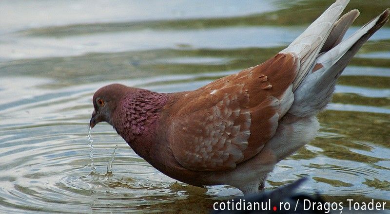 Berceanu despre Baconschi: Încă n-ai ajuns să deosebeşti porumbeii de porumbiţe, dar vrei să fii şef