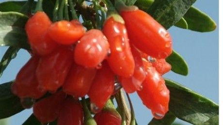 Goji, fructul cel mai puternic antioxidant din lume