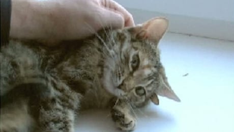 O pisică cu cinci urechi a fost descoperită de cercetătorii ruşi