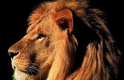 Inimă de leu! (video)