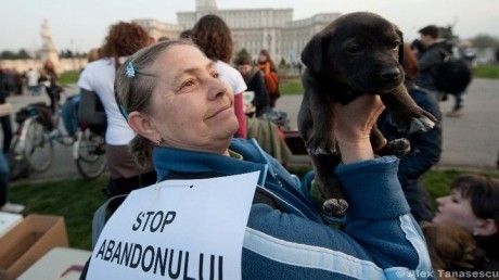 Miting pentru maidanezi: Iubitorii de animale protestează împotriva eutanasierii