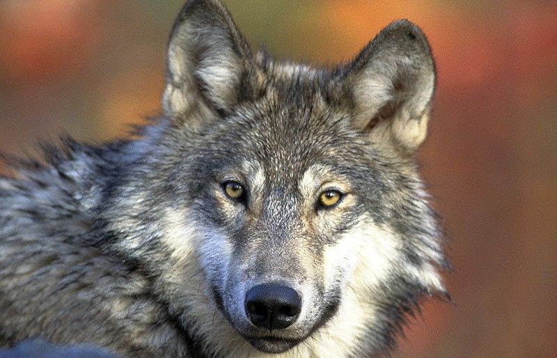 Fapt neobișnuit pe plaja din Halkidiki. A atacat-o un lup