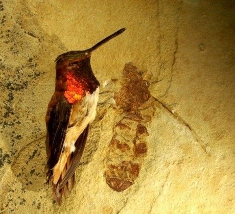 Fosila unei furnici „monstruoase”, descoperită în SUA