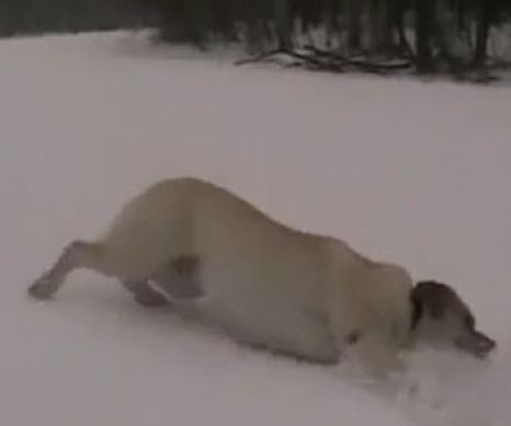 A trecut vremea de săniuş, a venit vremea amintirilor!