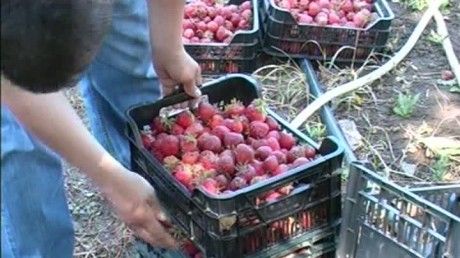 România a rămas fără căpşunari