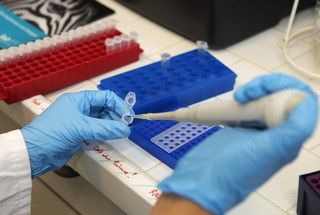 Seminţele germinate, identificate oficial drept sursa epidemiei de E.coli