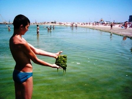 Plajele din Mamaia şi Constanţa sunt invadate de alge