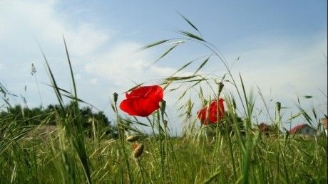 Vremea se încălzeşte, de marţi, iar ploile pierd teren
