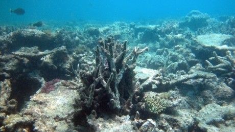 Oceanele lumii au intrat în faza de extincţie