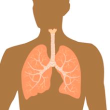 Plămân artificial la fel de eficient ca organul uman, creat de cercetători