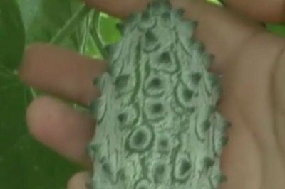 Castraveţii care explodează şi pepenii cu gust de coniac