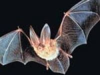 O sală de examen de la Bacalaureat a fost invadată de lilieci