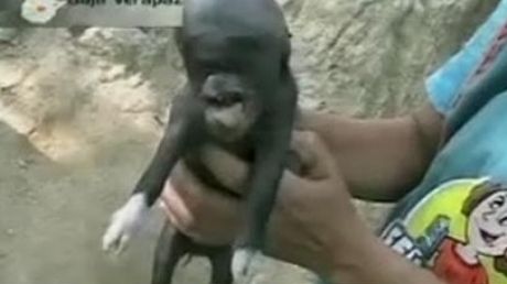 Un porc ciudat s-a născut în Guatemala