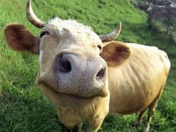 Statul: Vaca ştie ce iarbă să mănânce, consumatorul de etnobotanice, nu