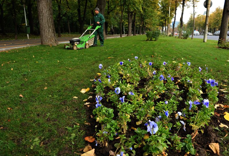 În sectorul 1 au fost plantate panseluţe în pragul iernii