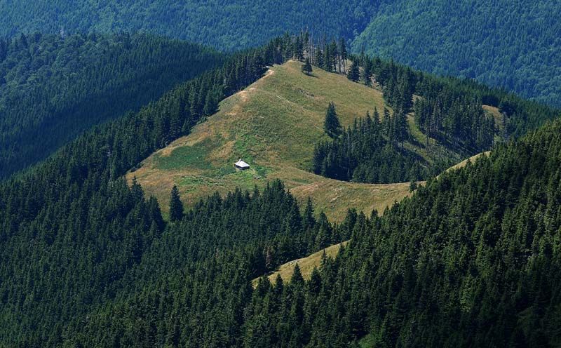 Consultări vs petiție. Accesul ”neliber” în păduri și Noul Cod Silvic