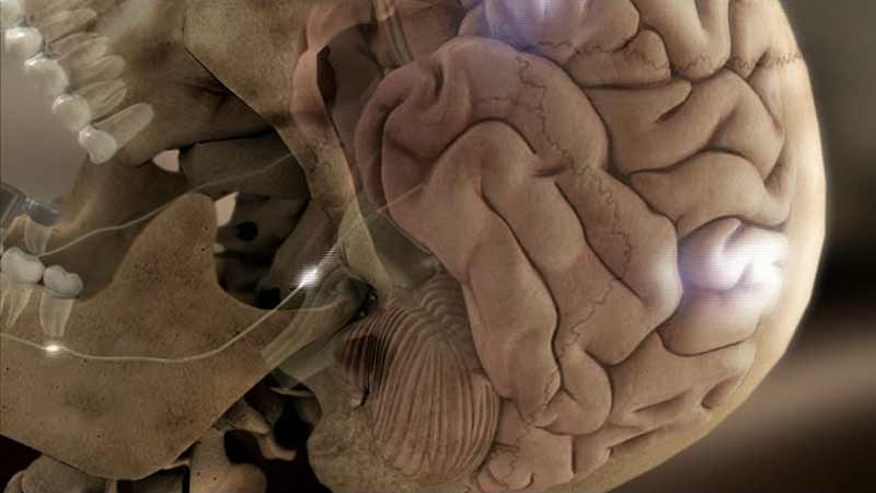 Au fost identificate alimentele care  afectează dimensiunea creierului