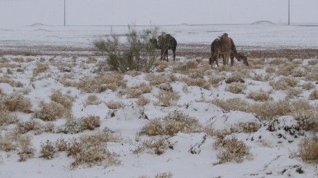 A nins în deşertul Sahara