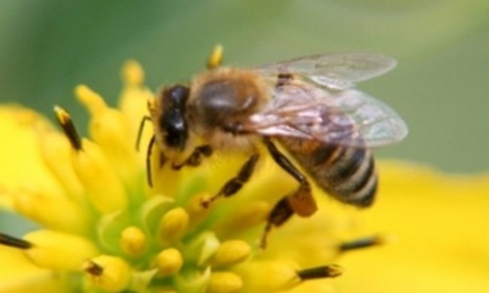 The beekeepers warn. High mortality of bees, alarming